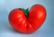 Ein Herz für Tomaten by Edgar Schermaul