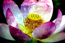 Lotusblüte von Eric Fischer