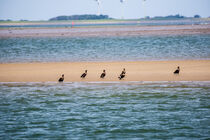 Cormorants on a sandbar by Jesus Fernandez