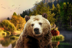 Brown-bear-and-forest