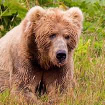 Brown Bear Kodiak - Braunbär by Erika Kaisersot