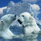 Polar-bears-and-sea-01b