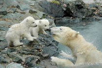 Polar Bear and Cubs - Eisbär und Eisbärenbabys von Erika Kaisersot