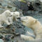 Polar-bears-01
