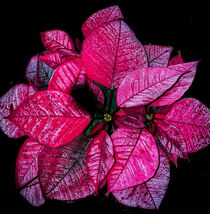 Pink Plant by paulinakatharina