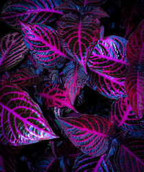 Pink leafs by paulinakatharina