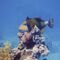 Balistoides-viridescens-druckerfisch-triggerfish-p9250948f-34-uteniemann-af