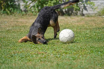Mit Fußball spielende Schäferhündin (Welpe) von babetts-bildergalerie