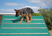 auf dem Schrägdach am Hundeplatz kletternde Schäferhündin (Welpe) von babetts-bildergalerie