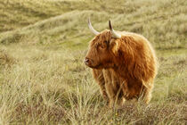 A Scottish Highland cattle in the Dunes of Holland von Susanne Fritzsche
