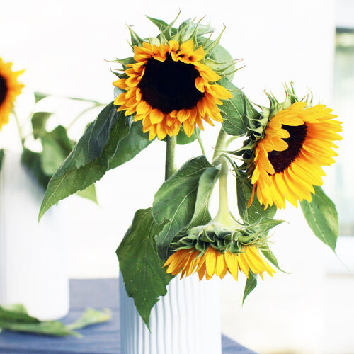 Sonnenblumen-gelb-gruen-vase-keramik-weiss-heller-hintergrund