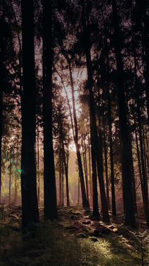 Mystischer Wald im Morgenlicht von paulinakatharina