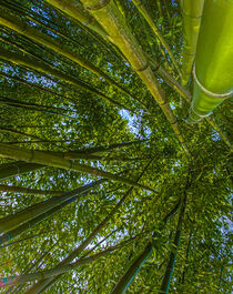Bamboo von paulinakatharina