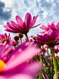 Pink Flowers by paulinakatharina