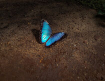 Butterfly Effect by paulinakatharina