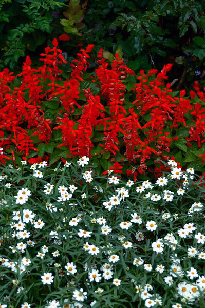 Dsc-0037-red-white-flowers-1