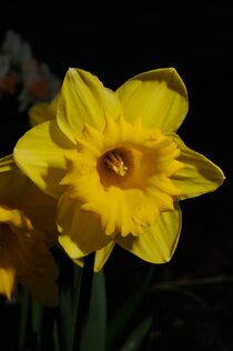 Daffodil 01 von Paul Hausammann