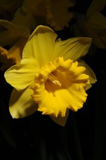 Daffodil 02 von Paul Hausammann