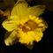 Daffodil-02