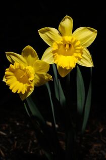 Daffodil 04 von Paul Hausammann