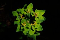 Euphorbia 02 (bud) von Paul Hausammann