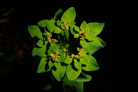 Euphorbia-02-bud