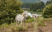 A typical horse in Feneos by Eleni Kouri