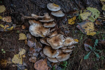 Mushrooms  by Eleni Kouri