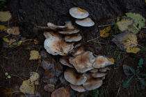 Mushrooms von Eleni Kouri