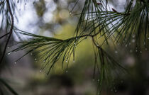 Pine needles by Eleni Kouri