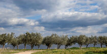 Olive trees in Greece by Eleni Kouri