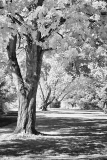 Baumbestand im Park - Infrarotfotografie von Petra Dreiling-Schewe