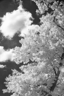 Baumkrone an Wolken - Infrarotfotografie von Petra Dreiling-Schewe