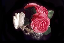 Camellias by David Halperin