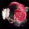 C-191-dot-51-e-camellias