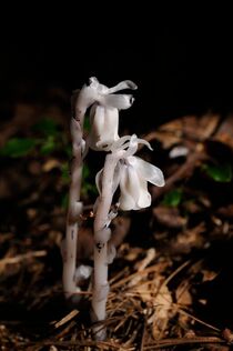 Indian Pipe 01