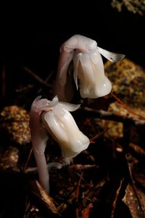 Indian Pipe 02