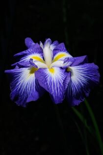 Iris 07