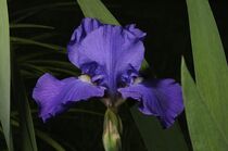 Iris 09