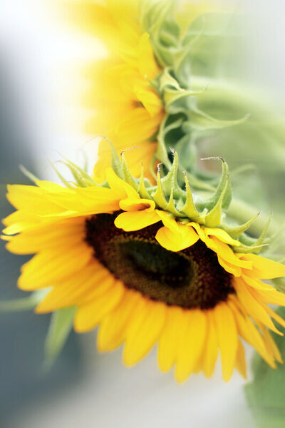 Sonnenblumen-zwei-koepfe-hochformat