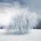 Wintertraum-trauerweide-mit-schnee-bedeckt