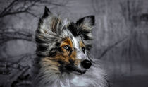 Collie, Hund Nahaufnahme, Portrait by lichtbilder