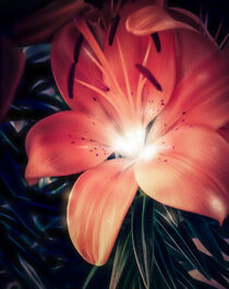 rote Amaryllis beleuchtet, Digital Art by lichtbilder