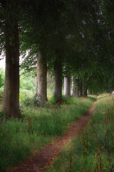 The-tree-lined-path