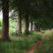 The-tree-lined-path