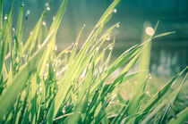 nasses, grünes Gras mit Wassertropfen by lichtbilder
