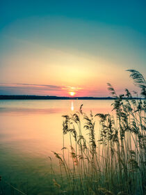Sonnenuntergang mit Schilf am Markkleeberger See bei Leipzig by lichtbilder