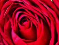 Rosenblüte von Edgar Schermaul