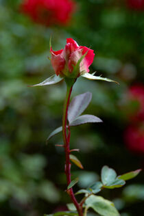 Rose Bud by Sally White