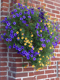 Flowers on a Brick Wall